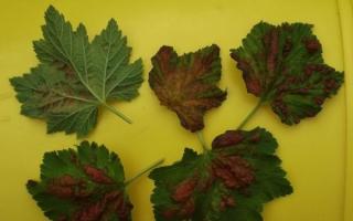 Diseases and pests of red currant
