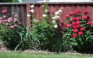 Infuzie de usturoi împotriva dăunătorilor de grădină
