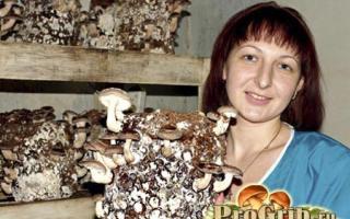 Growing shiitake at home - preparation, planting and care