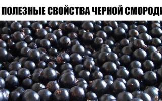 Ползите и вредите от черно и червено френско грозде за диабет Черно френско грозде и диабет