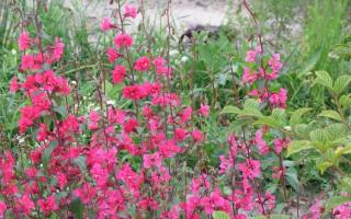 Clarkia สง่างาม ดอกไม้คลาร์เกียมีลักษณะอย่างไร?