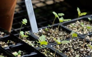 Clarkia graceful - roste ze semen, kdy zasadit sazenice, v zemi