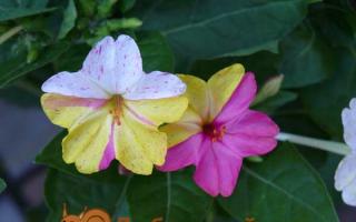 Мирабилис: үрнээс ургадаг цэцэрлэгт тарих, арчлах