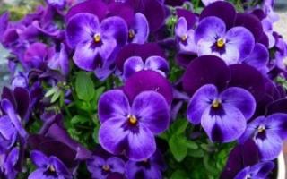 Viola: growing from seeds to seedlings