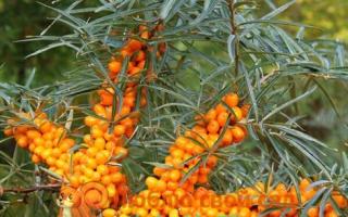 Sea buckthorn - planting and care in open ground according to all the rules