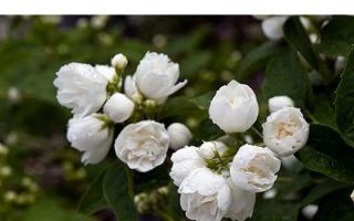 Planting and caring for mock orange