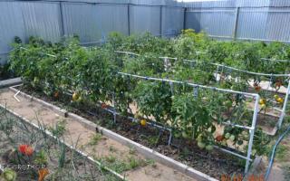 Proven methods for gartering tomatoes Proper gartering of tomatoes in open ground