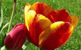 Tulip: legends, beliefs, stories for children and the history of the flower!