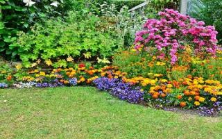 Какви цветя и декоративни растения да засадите в дачата: проектиране на цветни лехи