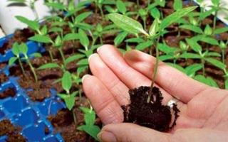 Clarkia planting and care in open ground propagation by seeds