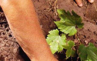 The best early grape varieties: description and cultivation features