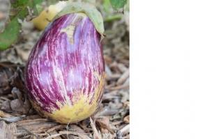 Eggplants in a greenhouse - planting and growing