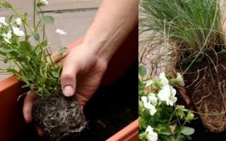 Как правилно да засадите стайни цветя