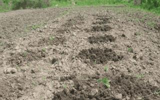 Καλλιέργειες πεπονιού: πώς να καλλιεργήσετε πεπόνι, κολοκύθα, καρπούζι