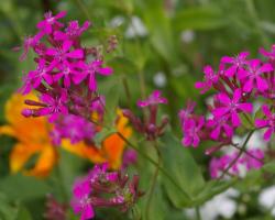 Clarkia χαριτωμένη: φύτευση και φροντίδα, καλλιέργεια από σπόρους Clarkia ποώδη φυτά για ανοιχτό έδαφος