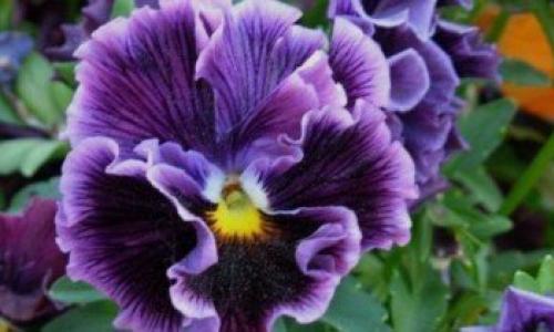 How to plant pansies in open ground