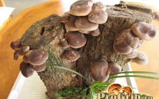 How to grow shiitake mushrooms at home
