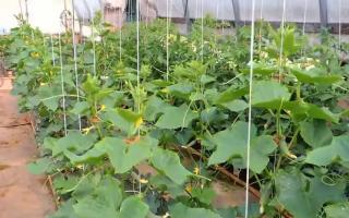 What is the best way to tie cucumbers in open ground: designs and methods of tying How to tie cucumbers