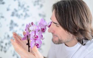 Orchids: why do you dream of blooming orchids, dream book