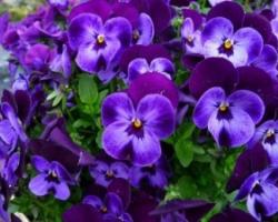 Viola: growing from seed to seedlings