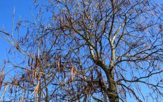 Catalpa - mbjellja dhe kujdesi i pemës së makaronave Catalpa