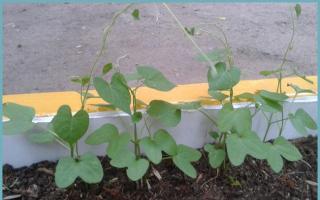Planting and caring for perennial morning glory, varieties and rules for growing in open ground
