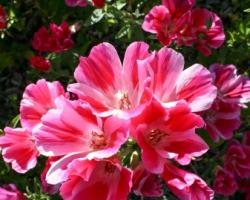Growing Clarkia graceful and caring for it at home and outdoors Clarkia pubescent
