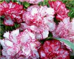 Carnation Grenadine: planting and care, growing from seeds