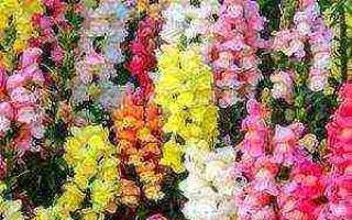 Snapdragon or antirrhinum growing from seeds, planting and care photo and video