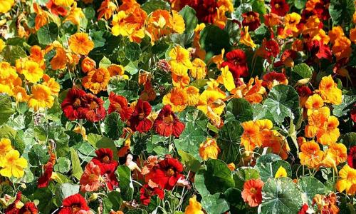 Planting and caring for nasturtium in the open field - is everything as simple as we are told?