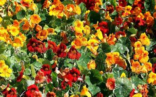 Planting nasturtiums and caring for them in the open ground - is everything as simple as we are told?