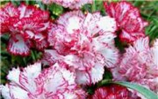Carnation Grenadine: growing from seeds using the method of professional gardeners