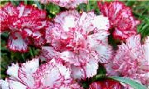 Carnation Grenadine: мэргэжлийн цэцэгчин аргын дагуу үрээс ургадаг